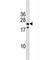 NK3 Homeobox 1 antibody, F47247-0.4ML, NSJ Bioreagents, Western Blot image 