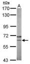 Nemo Like Kinase antibody, GTX107910, GeneTex, Western Blot image 