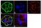 Transforming Growth Factor Beta Receptor 2 antibody, 701683, Invitrogen Antibodies, Immunofluorescence image 