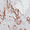 Elastin antibody, 14-419, ProSci, Immunohistochemistry frozen image 