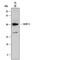 Retinoic Acid Early Transcript 1E antibody, MAB6285, R&D Systems, Western Blot image 