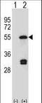 Farnesyl-Diphosphate Farnesyltransferase 1 antibody, LS-C166113, Lifespan Biosciences, Western Blot image 