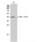 Transducer Of ERBB2, 1 antibody, LS-C381425, Lifespan Biosciences, Western Blot image 