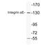 Integrin Subunit Alpha E antibody, LS-C177519, Lifespan Biosciences, Western Blot image 