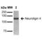 Neuroligin 4 antibody, 56553, QED Bioscience, Western Blot image 