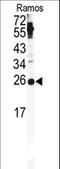 PTTG1 Regulator Of Sister Chromatid Separation, Securin antibody, LS-C100534, Lifespan Biosciences, Western Blot image 