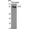 TLE Family Member 4, Transcriptional Corepressor antibody, LS-C386431, Lifespan Biosciences, Western Blot image 