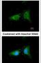 Coatomer Protein Complex Subunit Beta 1 antibody, PA5-29655, Invitrogen Antibodies, Immunofluorescence image 
