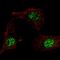 NPHS2 Stomatin Family Member, Podocin antibody, orb131711, Biorbyt, Immunofluorescence image 