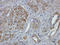 SRY-Box 3 antibody, orb329716, Biorbyt, Immunohistochemistry paraffin image 