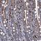 Oxysterol-binding protein-related protein 2 antibody, HPA041127, Atlas Antibodies, Immunohistochemistry frozen image 