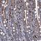 Oxysterol Binding Protein Like 2 antibody, HPA041127, Atlas Antibodies, Immunohistochemistry frozen image 