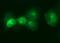 Interleukin 6 Receptor antibody, NBP2-45414, Novus Biologicals, Immunofluorescence image 