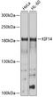 Kinesin Family Member 14 antibody, 13-549, ProSci, Western Blot image 