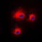 Protein Kinase C Theta antibody, orb214446, Biorbyt, Immunofluorescence image 