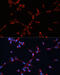 G Protein Subunit Alpha I2 antibody, 15-596, ProSci, Immunofluorescence image 