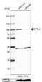 Synaptotagmin Like 4 antibody, NBP1-86174, Novus Biologicals, Western Blot image 