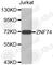 Zinc Finger Protein 74 antibody, A3340, ABclonal Technology, Western Blot image 