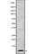 Cytochrome C Oxidase Subunit 7A2 antibody, abx149688, Abbexa, Western Blot image 