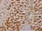 Twist-related protein 2 antibody, H00117581-M01, Novus Biologicals, Immunohistochemistry frozen image 