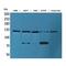 Neural Cell Adhesion Molecule 1 antibody, LS-C386923, Lifespan Biosciences, Western Blot image 