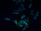 Transmembrane Protein 44 antibody, A56875-100, Epigentek, Immunofluorescence image 