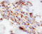 mtHSP70 antibody, MAB35841, R&D Systems, Immunohistochemistry paraffin image 