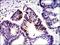 MutS Homolog 6 antibody, NBP2-37537, Novus Biologicals, Immunohistochemistry frozen image 
