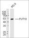 FCH Domain Only 2 antibody, orb183664, Biorbyt, Western Blot image 