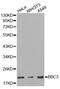 BCL2 Binding Component 3 antibody, MBS127848, MyBioSource, Western Blot image 