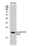 Nuclear Factor, Erythroid 4 antibody, STJ97357, St John