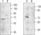 Mucolipin 1 antibody, PA5-77337, Invitrogen Antibodies, Western Blot image 