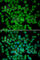 Cyclin Dependent Kinase Inhibitor 2C antibody, A2042, ABclonal Technology, Immunofluorescence image 