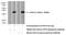 Edpk antibody, 10293-1-AP, Proteintech Group, Western Blot image 