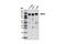 RALBP1 Associated Eps Domain Containing 1 antibody, 6404S, Cell Signaling Technology, Western Blot image 