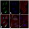 SMAD2 antibody, 40-0800, Invitrogen Antibodies, Immunofluorescence image 