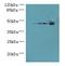 Growth Hormone Inducible Transmembrane Protein antibody, LS-C379567, Lifespan Biosciences, Western Blot image 