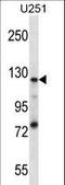 SEL1L Family Member 3 antibody, LS-C165384, Lifespan Biosciences, Western Blot image 