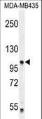 Protocadherin Alpha 5 antibody, LS-C163420, Lifespan Biosciences, Western Blot image 