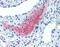 Left-Right Determination Factor 2 antibody, 51-035, ProSci, Immunohistochemistry frozen image 