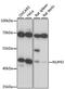 Nucleoporin 43 antibody, A11950, Boster Biological Technology, Western Blot image 