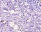 Annexin A1 antibody, A53424-100, Epigentek, Immunohistochemistry paraffin image 