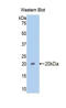 Pim-1 Proto-Oncogene, Serine/Threonine Kinase antibody, LS-C299690, Lifespan Biosciences, Western Blot image 