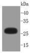Heat Shock Protein Family B (Small) Member 1 antibody, NBP2-67652, Novus Biologicals, Western Blot image 