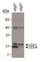 Microtubule Associated Protein 1 Light Chain 3 Alpha antibody, PA1-16930, Invitrogen Antibodies, Western Blot image 