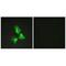 TNF Alpha Induced Protein 3 antibody, A00224, Boster Biological Technology, Immunofluorescence image 
