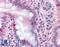 Semaphorin 4B antibody, LS-A9041, Lifespan Biosciences, Immunohistochemistry frozen image 