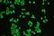 3,2-trans-enoyl-CoA isomerase, mitochondrial antibody, LS-C312910, Lifespan Biosciences, Immunofluorescence image 
