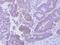 CG1458 antibody, LS-C155700, Lifespan Biosciences, Immunohistochemistry frozen image 