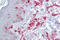 ZFP36 Ring Finger Protein Like 2 antibody, ARP33383_P050, Aviva Systems Biology, Immunohistochemistry frozen image 